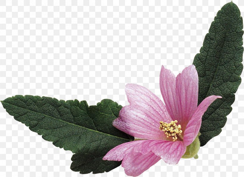 Mallows Malva Sylvestris Malva Verticillata Flowering Tea, PNG, 1200x876px, Mallows, Bud, Flower, Flowering Tea, Health Download Free