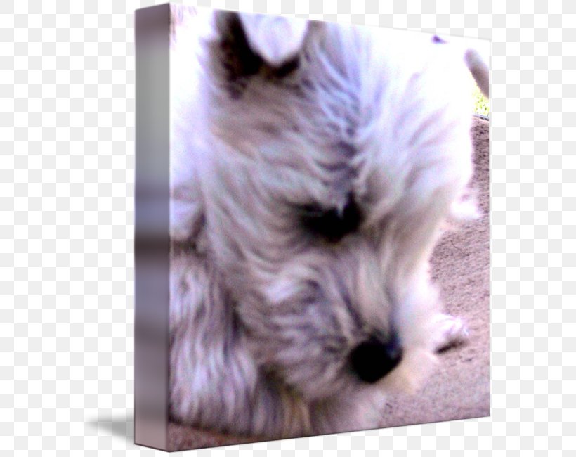 Miniature Schnauzer Glen West Highland White Terrier Cairn Terrier Norfolk Terrier, PNG, 591x650px, Miniature Schnauzer, Cairn Terrier, Carnivoran, Companion Dog, Dog Download Free