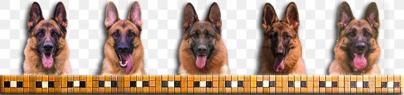 The German Shepherd Dog Puppy, PNG, 1200x284px, German Shepherd, Ammunition, Breed, Breeder, Canidae Download Free