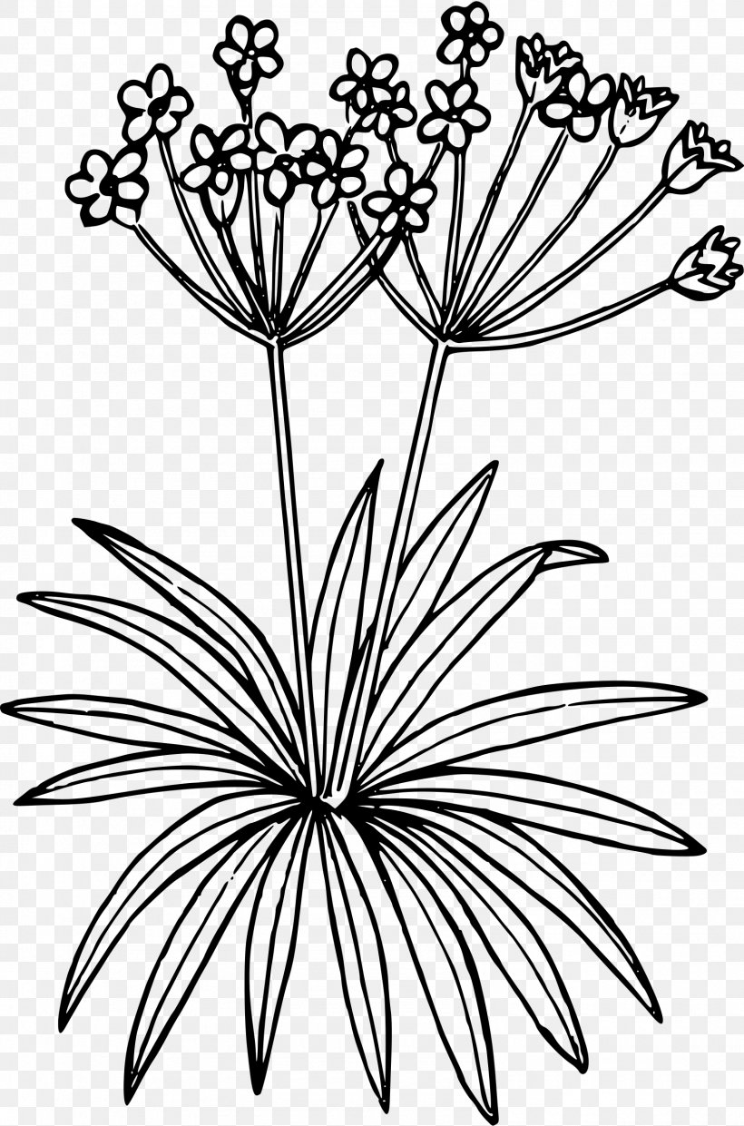 Wildflower Floral Design Clip Art, PNG, 1585x2400px, Wildflower, Artwork, Black And White, Branch, Drawing Download Free