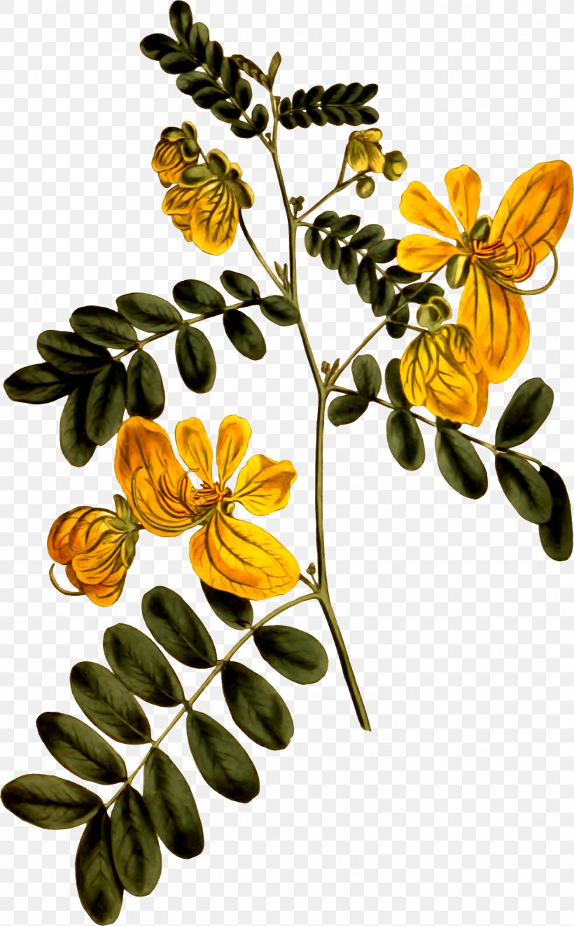 Cassia Plant Drawing Senna Alata, PNG, 1474x2377px, Cassia, Botany, Branch, Drawing, Flora Download Free