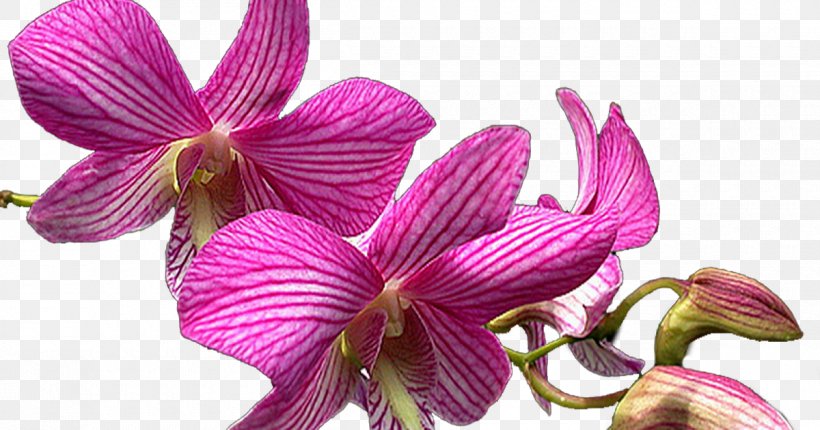 Cattleya Orchids Dendrobium Moth Plants, PNG, 1200x630px, Orchids, Artikel, Cattleya, Cattleya Orchids, Cut Flowers Download Free
