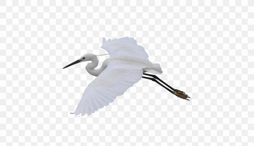 Crane Water Bird Flight, PNG, 1318x760px, Crane, Anatidae, Beak, Bird, Crane Fly Download Free