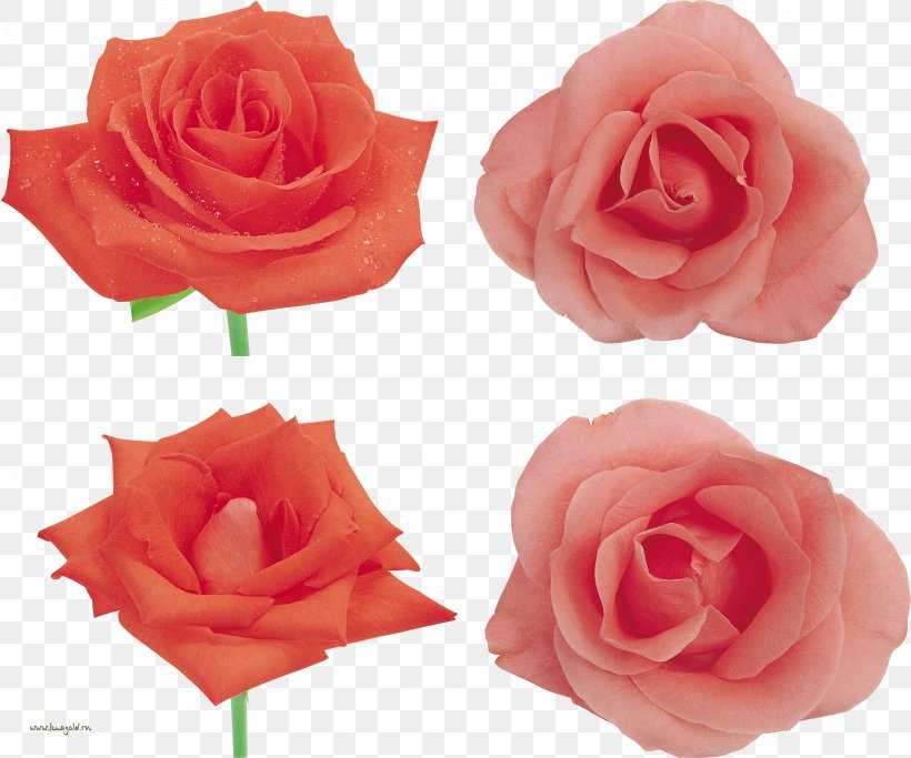 Garden Roses Cabbage Rose China Rose Floribunda Petal, PNG, 3129x2609px, Garden Roses, Artificial Flower, Cabbage Rose, China Rose, Cut Flowers Download Free