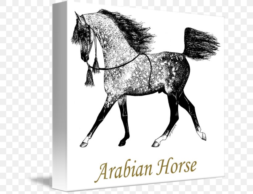 Arabian Horse Stallion Pony Mustang Mane, PNG, 650x629px, Arabian Horse, Black And White, Bridle, Colt, English Riding Download Free