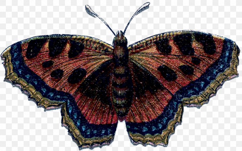 Brush-footed Butterflies Gossamer-winged Butterflies Moth Butterfly Symmetry, PNG, 1800x1129px, Brushfooted Butterflies, Arthropod, Brush Footed Butterfly, Butterfly, Gossamerwinged Butterflies Download Free