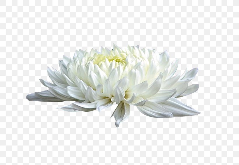 Chrysanthemum Xd7grandiflorum White Cut Flowers, PNG, 700x567px, Chrysanthemum Xd7grandiflorum, Chrysanthemum, Chrysanths, Cut Flowers, Designer Download Free