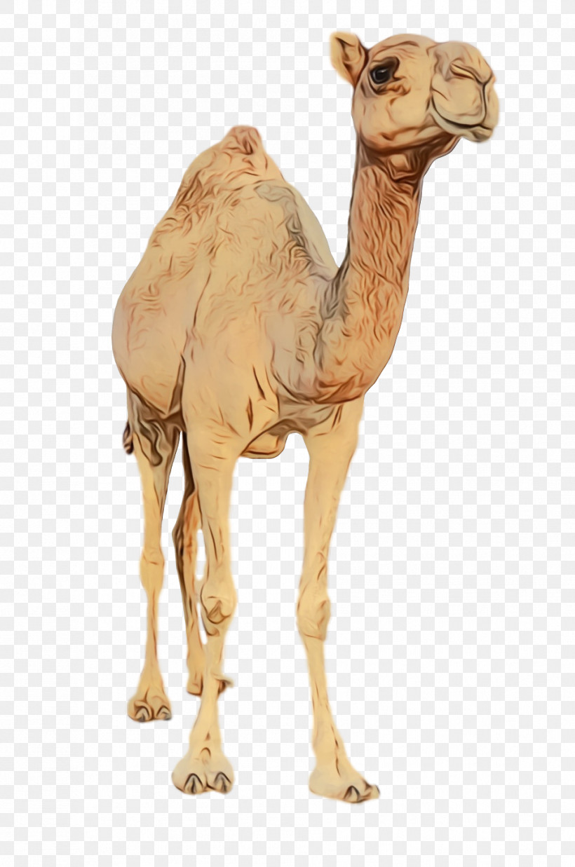 Dromedary Figurine Camels Science Biology, PNG, 954x1440px, Watercolor, Biology, Camels, Dromedary, Figurine Download Free