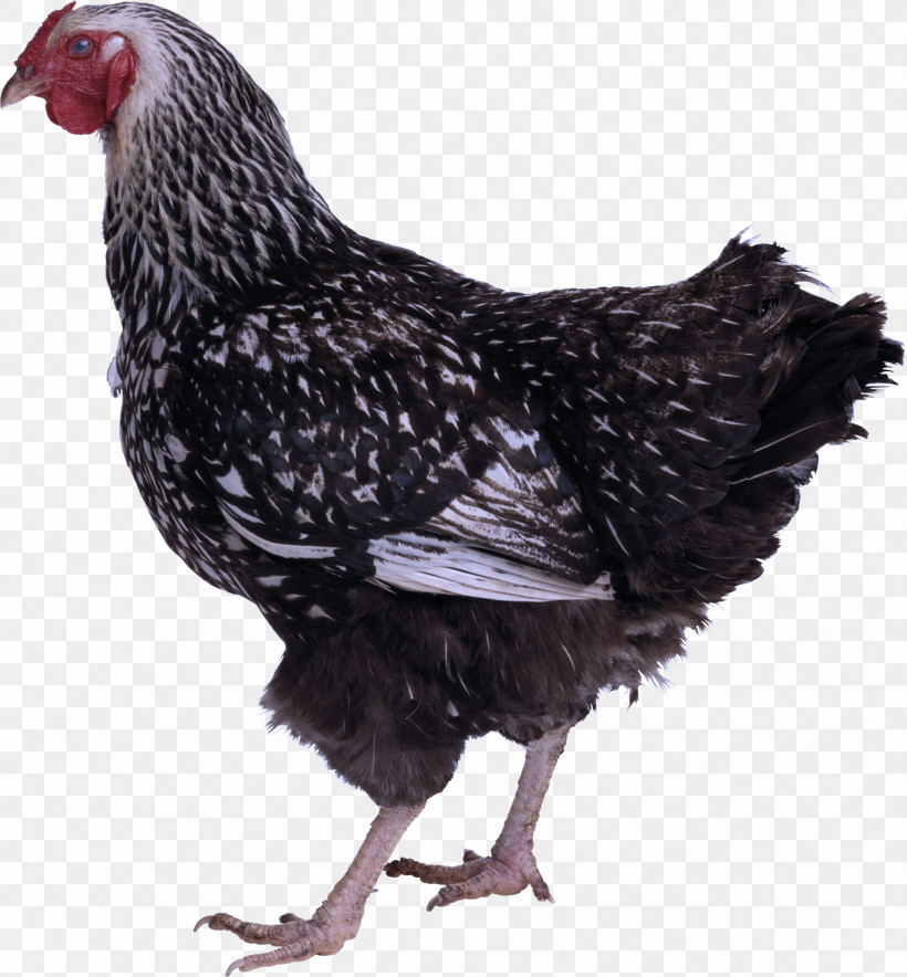 Egg, PNG, 1747x1884px, Plymouth Rock Chicken, Broiler, Chicken, Egg, Fowl Download Free