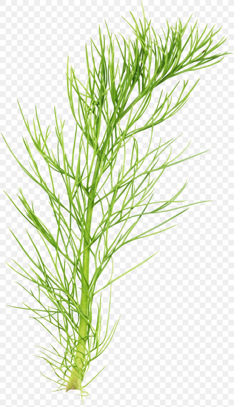 Herbaceous Plant Field Horsetail Plant Stem, PNG, 1724x3000px, Plant, Aquarium Decor, Branch, Commodity, Digital Image Download Free
