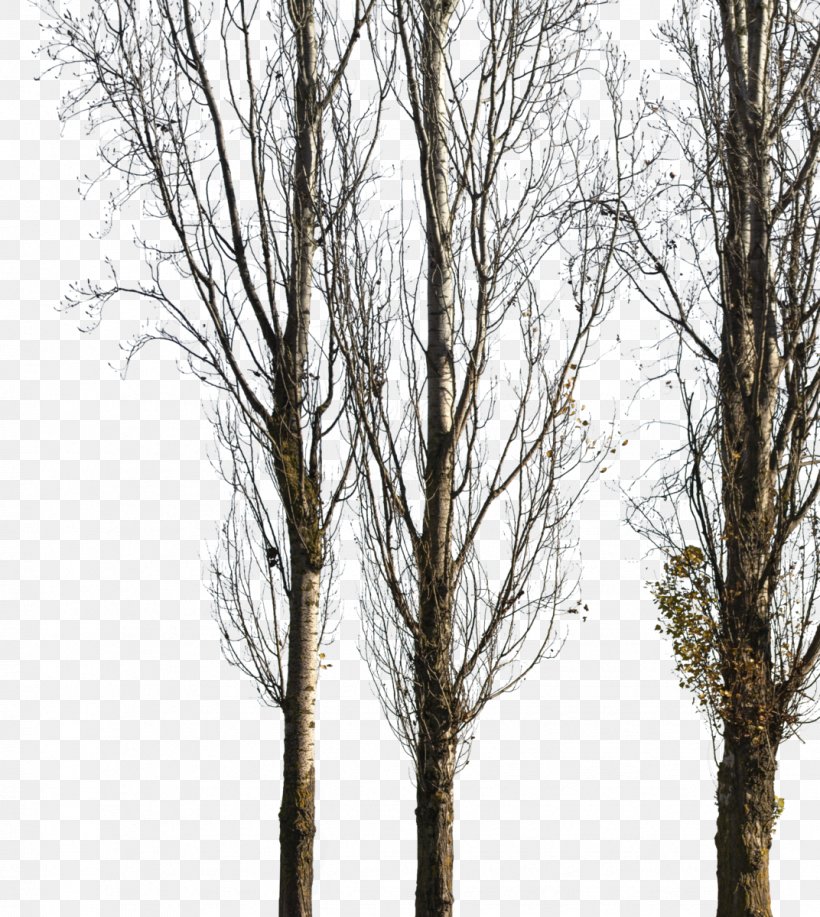 Tree Populus Nigra Image Paper Birch Architecture, PNG, 1072x1200px, Tree, Architectural Rendering, Architecture, Birch, Birch Family Download Free