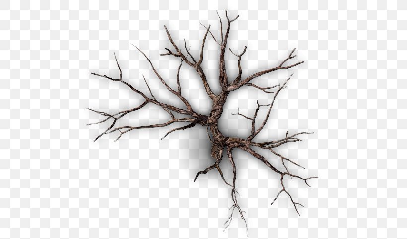 Twig Snag Tree Branch Forest, PNG, 536x482px, Twig, Black And White, Branch, Computer, Drawing Download Free