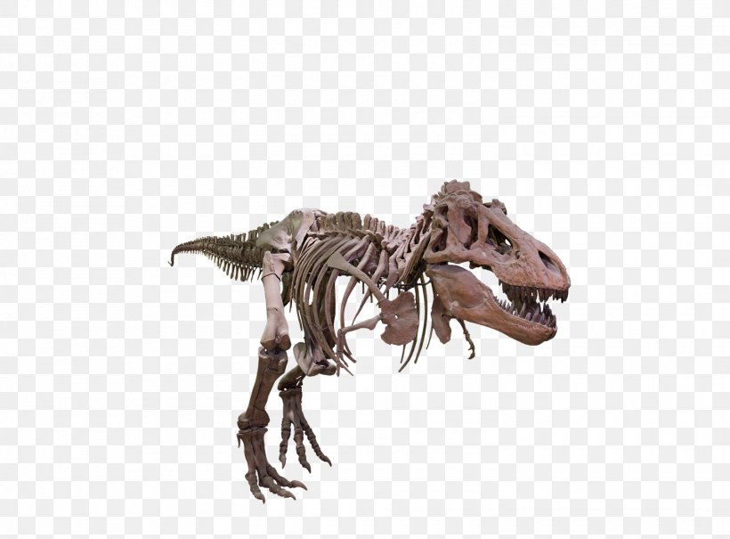 Tyrannosaurus Velociraptor Giganotosaurus Dinosaur Size, PNG, 1500x1107px, Tyrannosaurus, Bone, Dinosaur, Dinosaur Size, Extinction Download Free