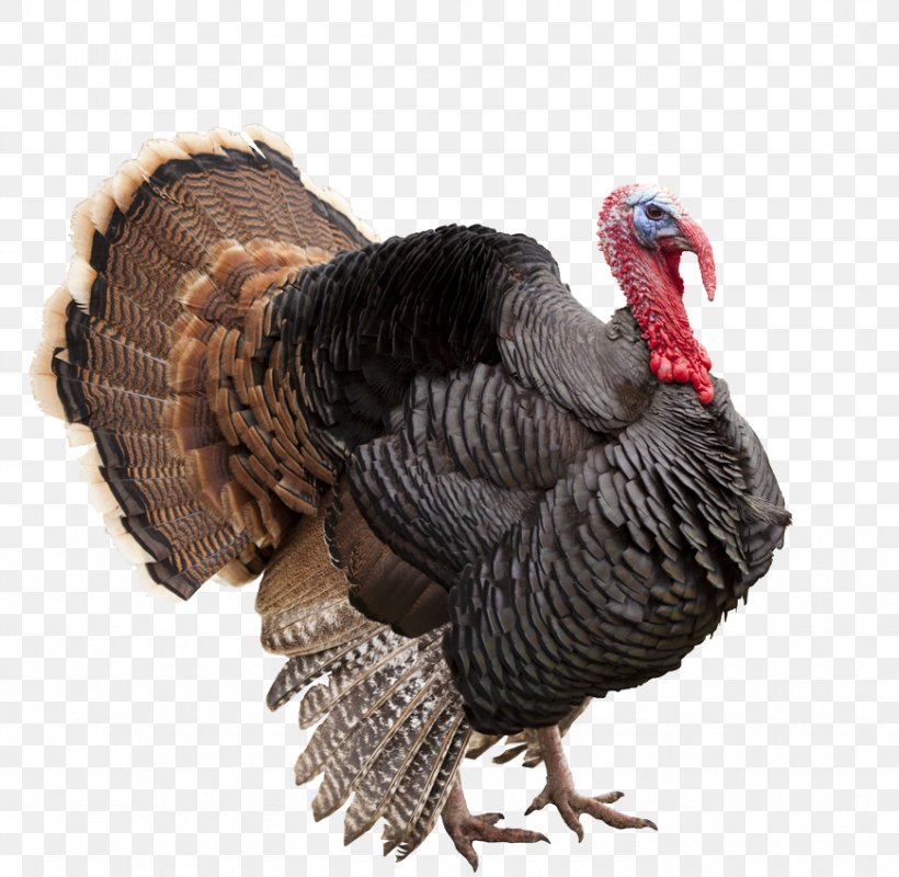 Wild Turkey Thanksgiving Turkey Meat Pilgrim, PNG, 870x849px, Wild Turkey, Alcoholic Beverages, Beak, Bird, Domesticated Turkey Download Free