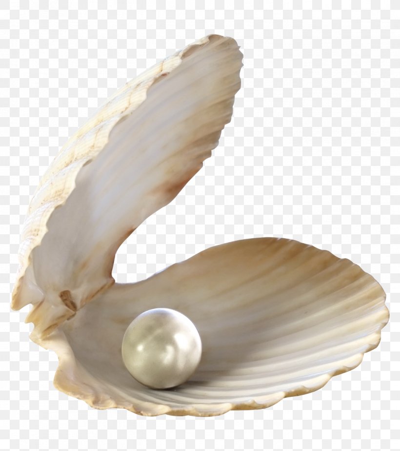 Seashell Desktop Wallpaper Clip Art, PNG, 1419x1600px, Seashell, Beach, Clam, Clams Oysters Mussels And Scallops, Cockle Download Free