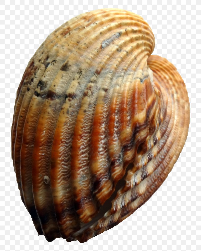 Cockle Conchology Seashell Clam Veneroida, PNG, 768x1024px, Cockle, Animal Source Foods, Caracola, Clam, Clams Oysters Mussels And Scallops Download Free