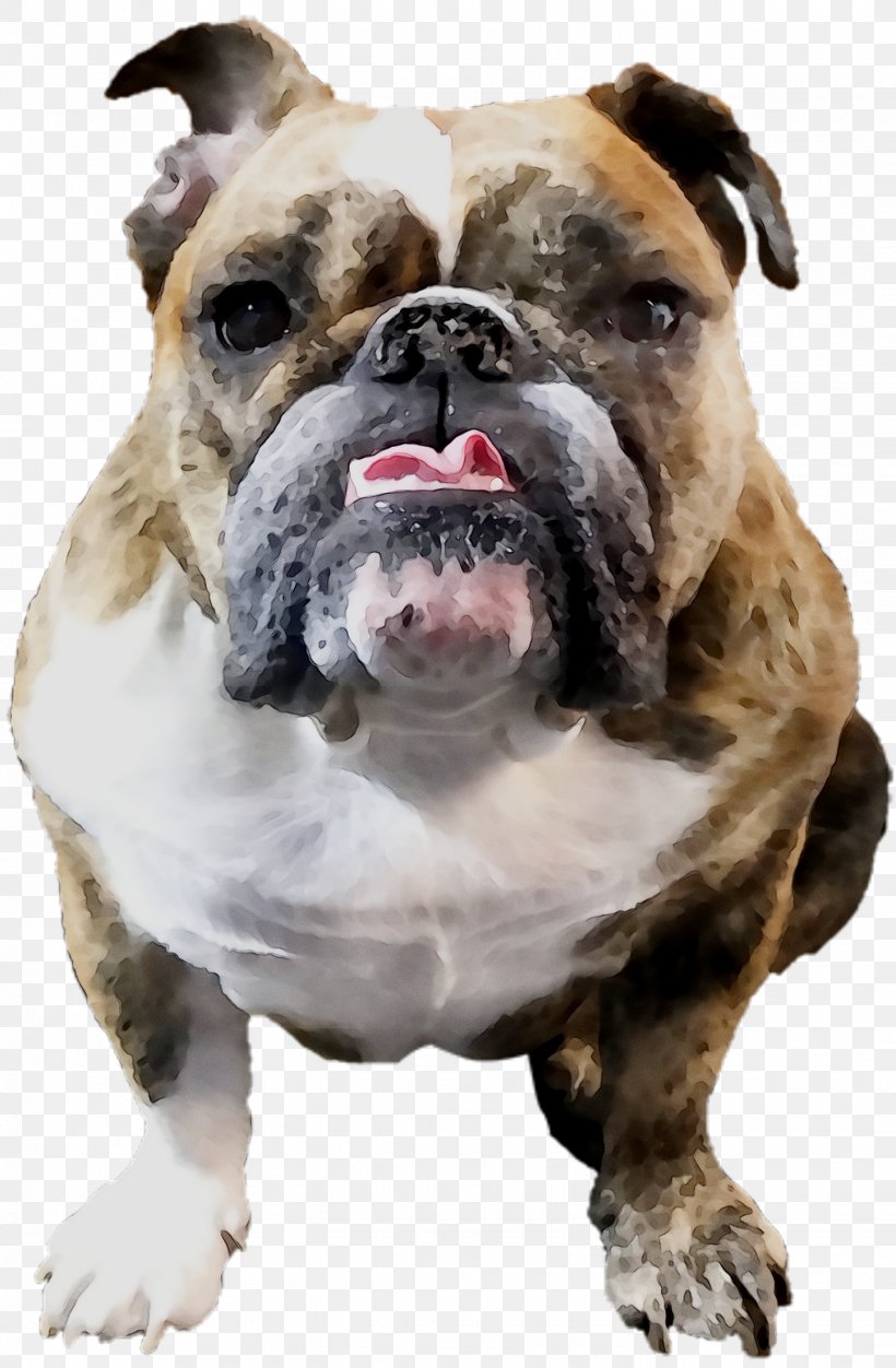 Old English Bulldog Olde English Bulldogge Toy Bulldog Valley Bulldog Australian Bulldog, PNG, 1445x2207px, Old English Bulldog, Alapaha Blue Blood Bulldog, American Bulldog, Ancient Dog Breeds, Australian Bulldog Download Free