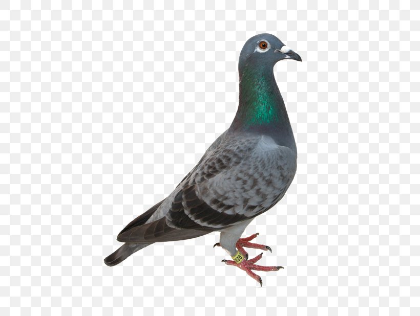 Columbidae Domestic Pigeon Clip Art, PNG, 618x618px, Columbidae, Beak, Bird, Clipping Path, Domestic Pigeon Download Free
