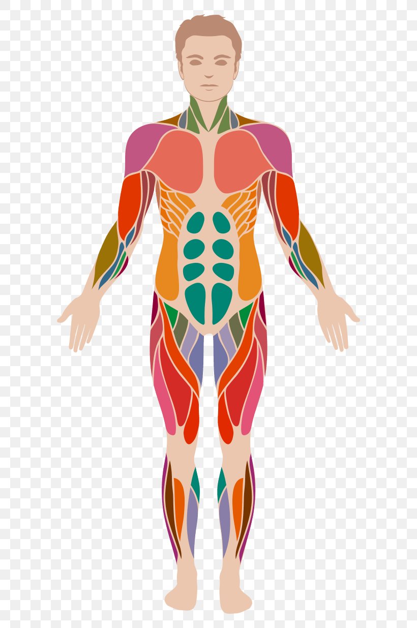 Human Body Anatomy Muscle Muscular System, PNG, 596x1235px, Watercolor, Cartoon, Flower, Frame, Heart Download Free