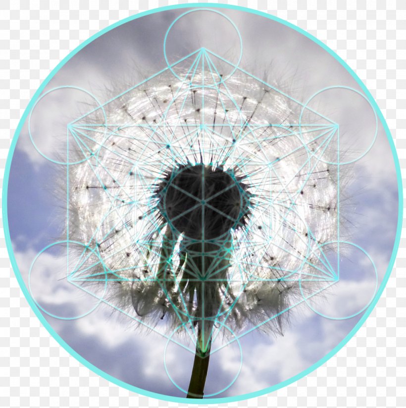 Photography Dandelion Buteyko Method Close-up Breathing, PNG, 1020x1024px, Photography, All Might, Breathing, Buteyko Method, Close Up Download Free