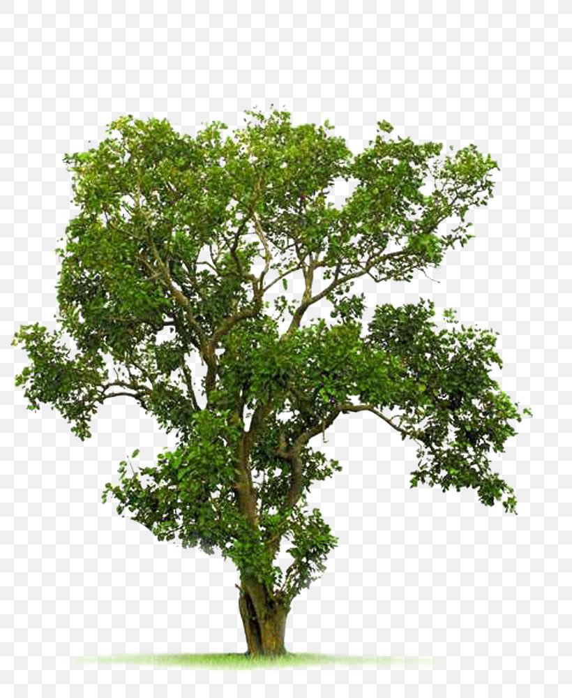 Tree Juglans, PNG, 805x1000px, Tree, Branch, Evergreen, Grass, Juglans Download Free