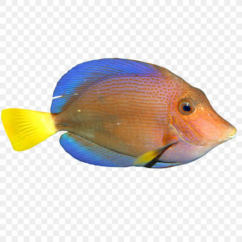 Tropical Fish, PNG, 1000x1000px, 3d Computer Graphics, Fish, Animation, Beak, Computer Graphics Download Free