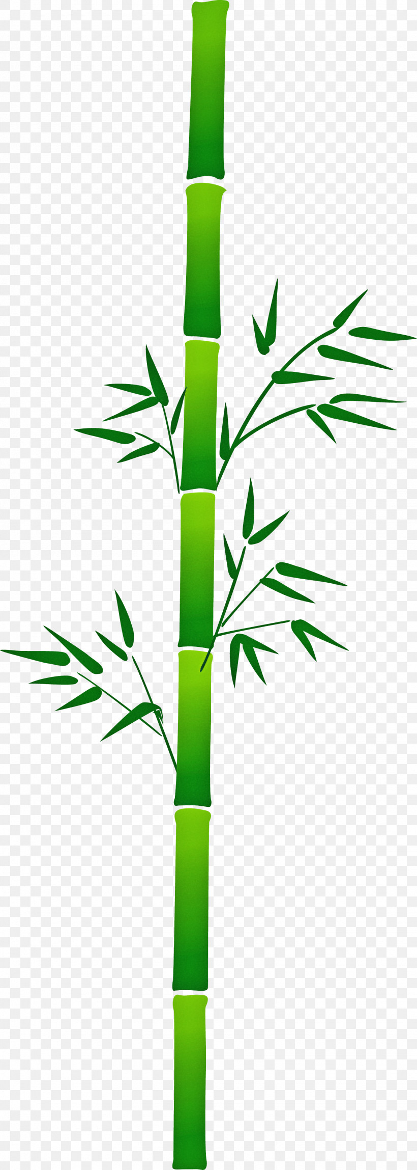 Bamboo Leaf, PNG, 1535x4301px, Bamboo, Elymus Repens, Flower, Grass, Grass Family Download Free