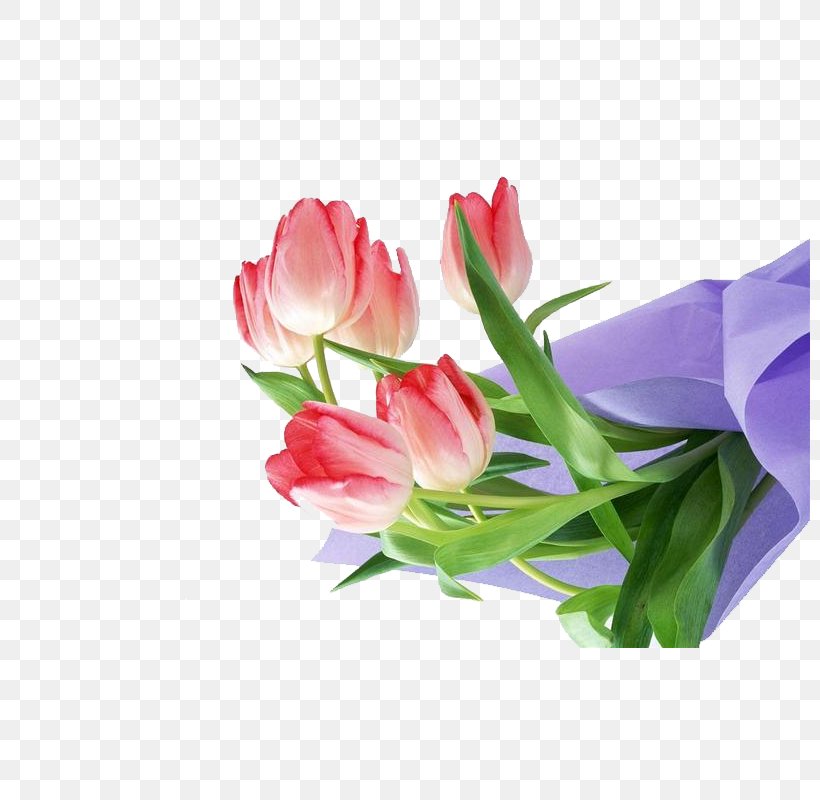Flower Tulip Floral Design HVGA Wallpaper, PNG, 800x800px, Flower, Artificial Flower, Aspect Ratio, Cut Flowers, Floral Design Download Free