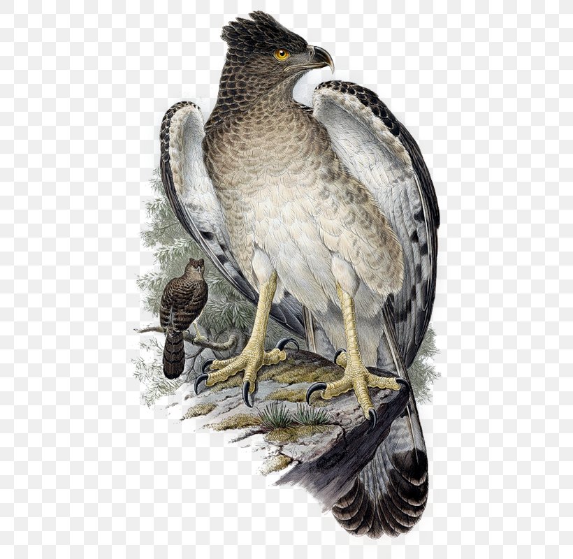 Hawk Bird Papuan Eagle, PNG, 527x800px, Hawk, Accipitriformes, Animaatio, Art, Beak Download Free