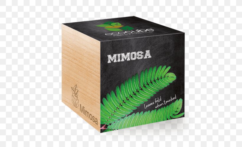 Mimosa Pudica Plants Seed Aloe Vera Cube Tree, PNG, 500x500px, Mimosa Pudica, Box, Flower, Germination, Habanero Download Free