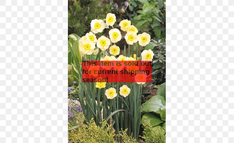 Narcissus Tulip Petal Herbaceous Plant Lawn, PNG, 500x500px, Narcissus, Flower, Flowering Plant, Grass, Herbaceous Plant Download Free