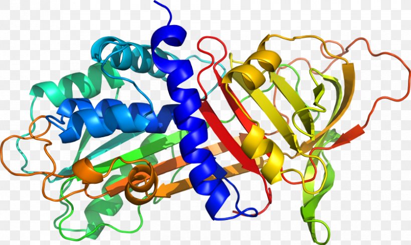 Amino Acid Peptide Protein Chemistry Clip Art, PNG, 837x500px, Amino Acid, Body Jewellery, Body Jewelry, Chemical Bond, Chemistry Download Free