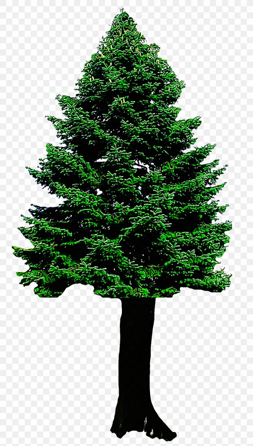 Christmas Tree, PNG, 1000x1765px, Tree, American Larch, Balsam Fir, Bigtree, Biome Download Free