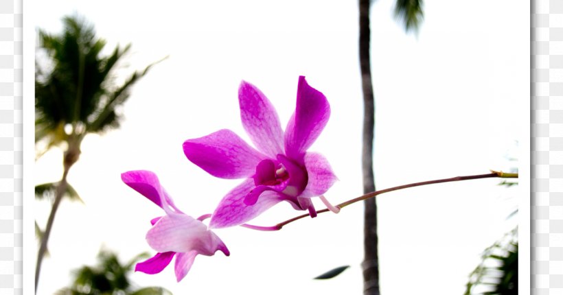 Moth Orchids Dendrobium Cattleya Orchids Pink M, PNG, 1181x620px, Moth Orchids, Branch, Cattleya, Cattleya Orchids, Dendrobium Download Free