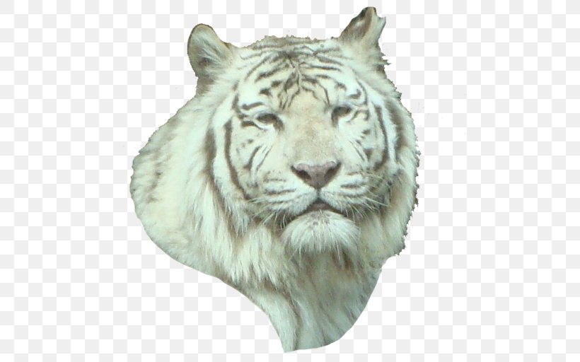 White Tiger Lion Whiskers Wildlife, PNG, 512x512px, Tiger, Animal, Big Cats, Carnivoran, Cat Like Mammal Download Free