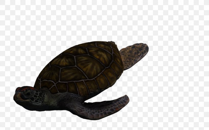 Box Turtles Green Sea Turtle Tortoise, PNG, 1024x639px, Box Turtles, Animal, Box Turtle, Chelydridae, Deviantart Download Free