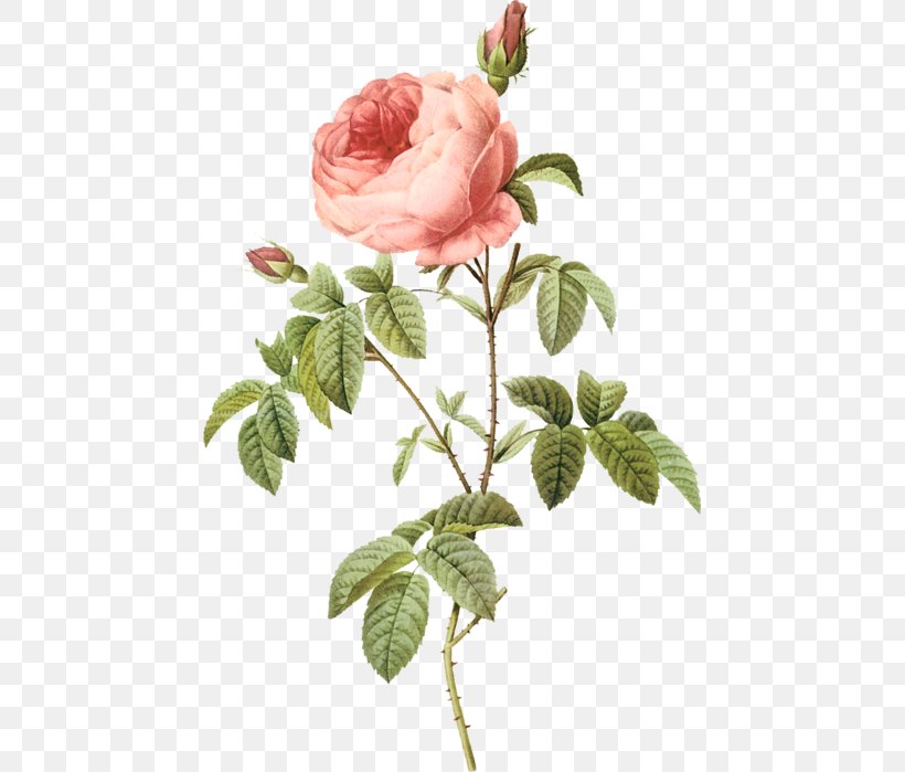 Cabbage Rose Flower Garden Roses Botany Floral Design, PNG, 451x699px, Cabbage Rose, Antique, Botanical Illustration, Botany, Branch Download Free