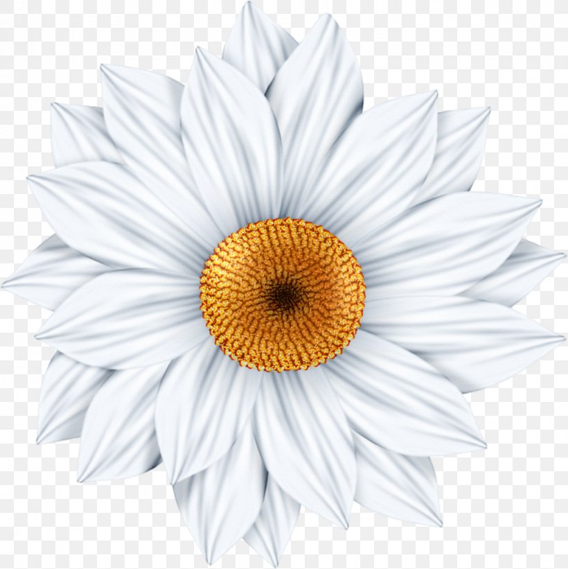 Common Daisy Photography Art Clip Art, PNG, 1022x1024px, Common Daisy, Art, Chrysanths, Cut Flowers, Daisy Download Free