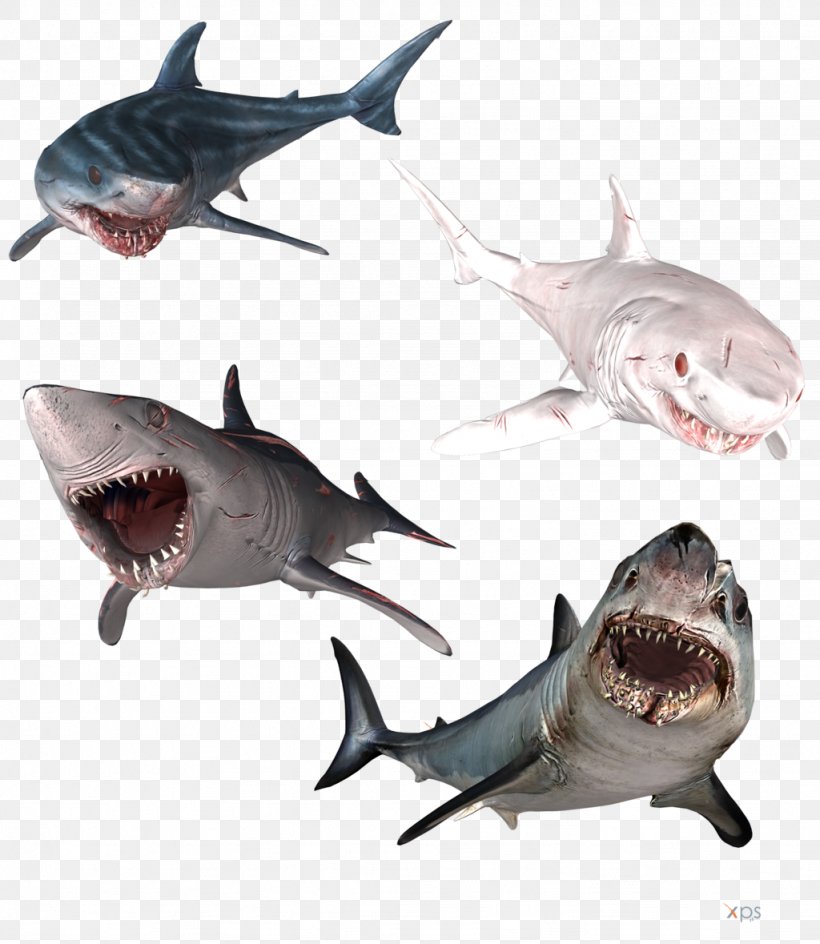 Great White Shark Isurus Oxyrinchus Hammerhead Shark Bull Shark Tiger Shark, PNG, 1024x1179px, Great White Shark, Bull Shark, Carcharhiniformes, Cartilaginous Fish, Chondrichthyes Download Free
