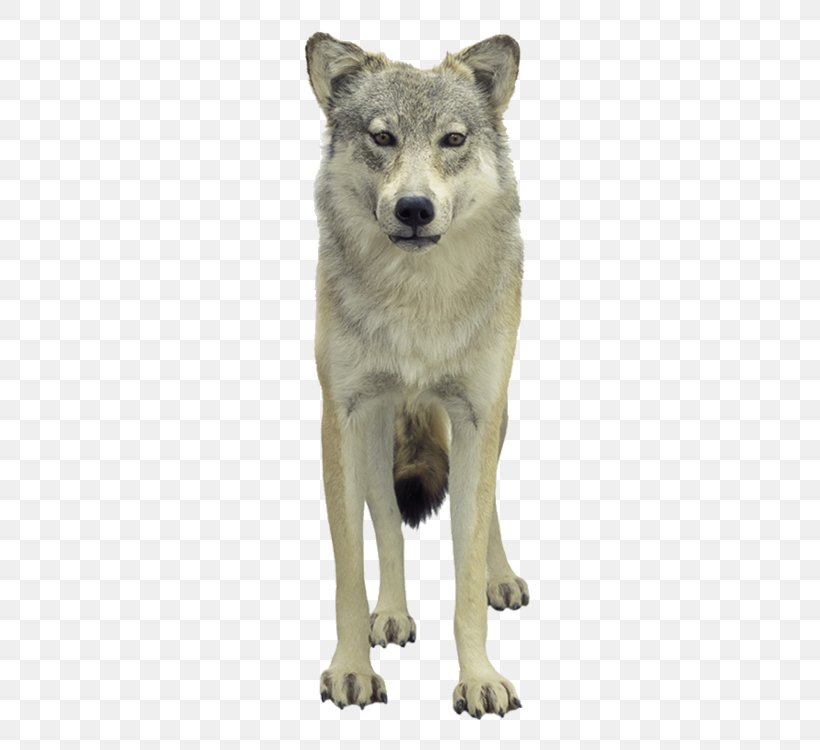 Tundra Wolf Poster, PNG, 750x750px, Tundra Wolf, Casemate, Coyote ...