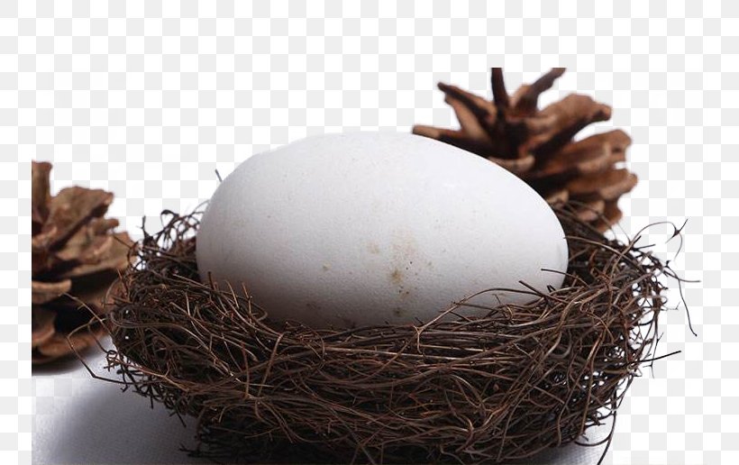 Domestic Goose Tea Egg, PNG, 750x516px, Domestic Goose, Bird Nest, Chicken Egg, Egg, Egg White Download Free
