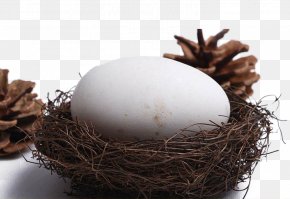 The Eggs In The Goose's Nest - Domestic Goose Tea Egg PNG