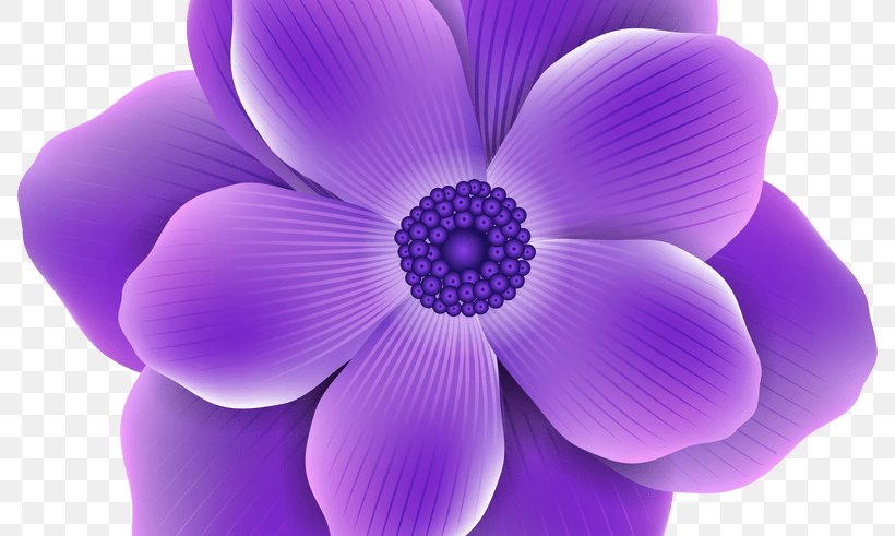 Flower Purple Lavender Clip Art, PNG, 800x491px, Flower, Anemone, Color, Floral Design, Flower Bouquet Download Free