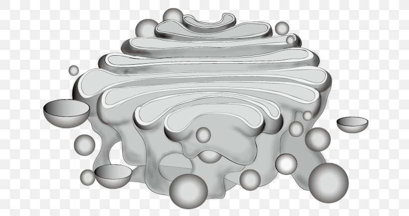 Golgi Apparatus Organelle Protein Membrane Clip Art, PNG, 659x434px, Golgi Apparatus, Black And White, Camillo Golgi, Information, Membrane Download Free