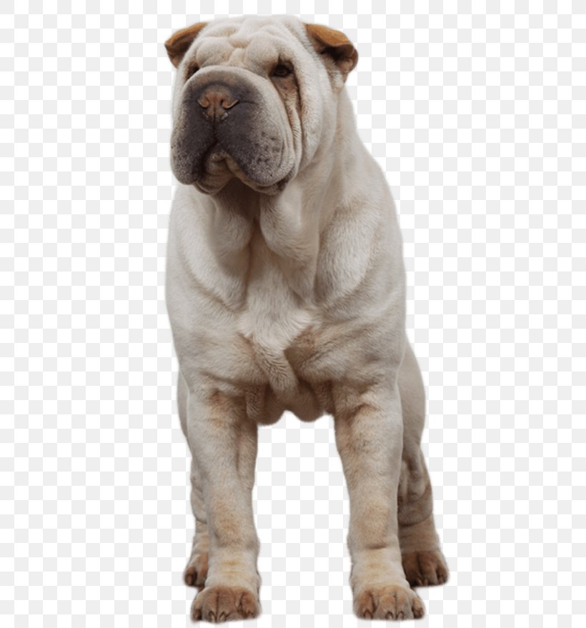 Shar Pei Toy Bulldog Ori-Pei Dog Breed, PNG, 510x879px, Shar Pei, Breed, Bulldog, Carnivoran, Dog Download Free