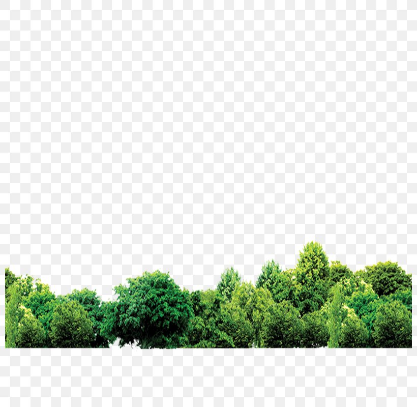 Forest, PNG, 800x800px, Forest, Daytime, Grass, Green, Jpeg Network Graphics Download Free