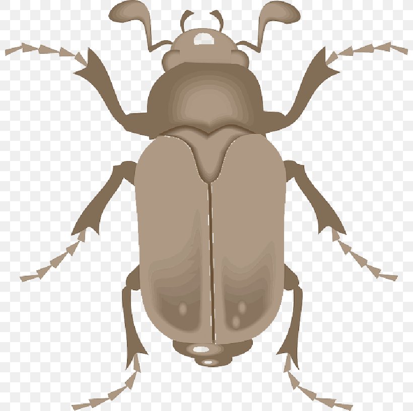 Lesser Stag Beetle Clip Art Ground Beetle, PNG, 800x817px, Stag Beetle, Arthropod, Beetle, Blister Beetles, Cetoniidae Download Free