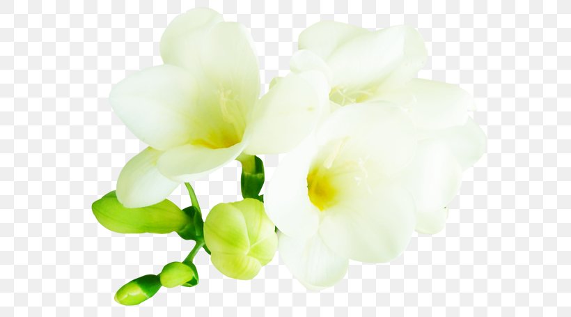 Petal Cut Flowers Bud Floral Design, PNG, 600x455px, Petal, Branch, Bud, Cut Flowers, Drawing Download Free