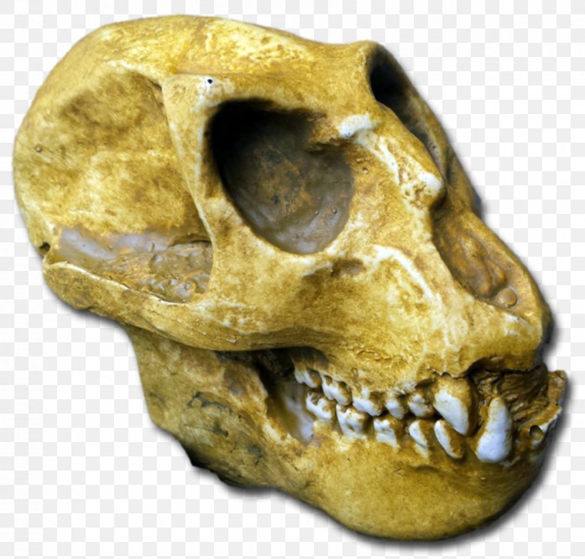 Primate Tautavel Man Mesopithecus Fossil, PNG, 900x861px, Primate, Ark Survival Evolved, Bone, Com, Fossil Download Free