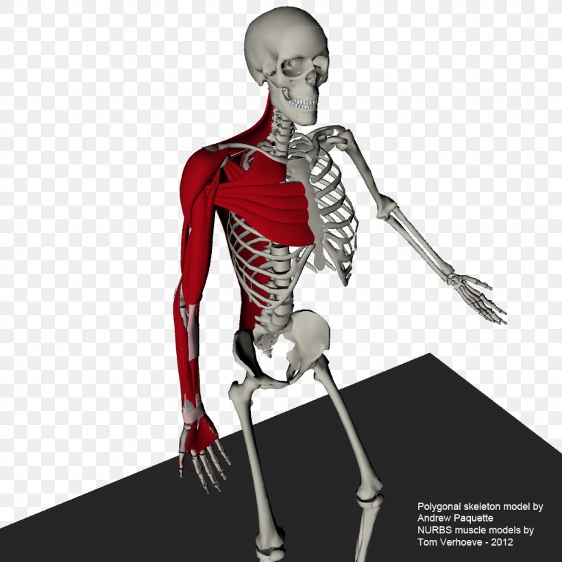 Shoulder Skeleton Mannequin Muscle Arm, PNG, 1024x1024px, Watercolor, Cartoon, Flower, Frame, Heart Download Free